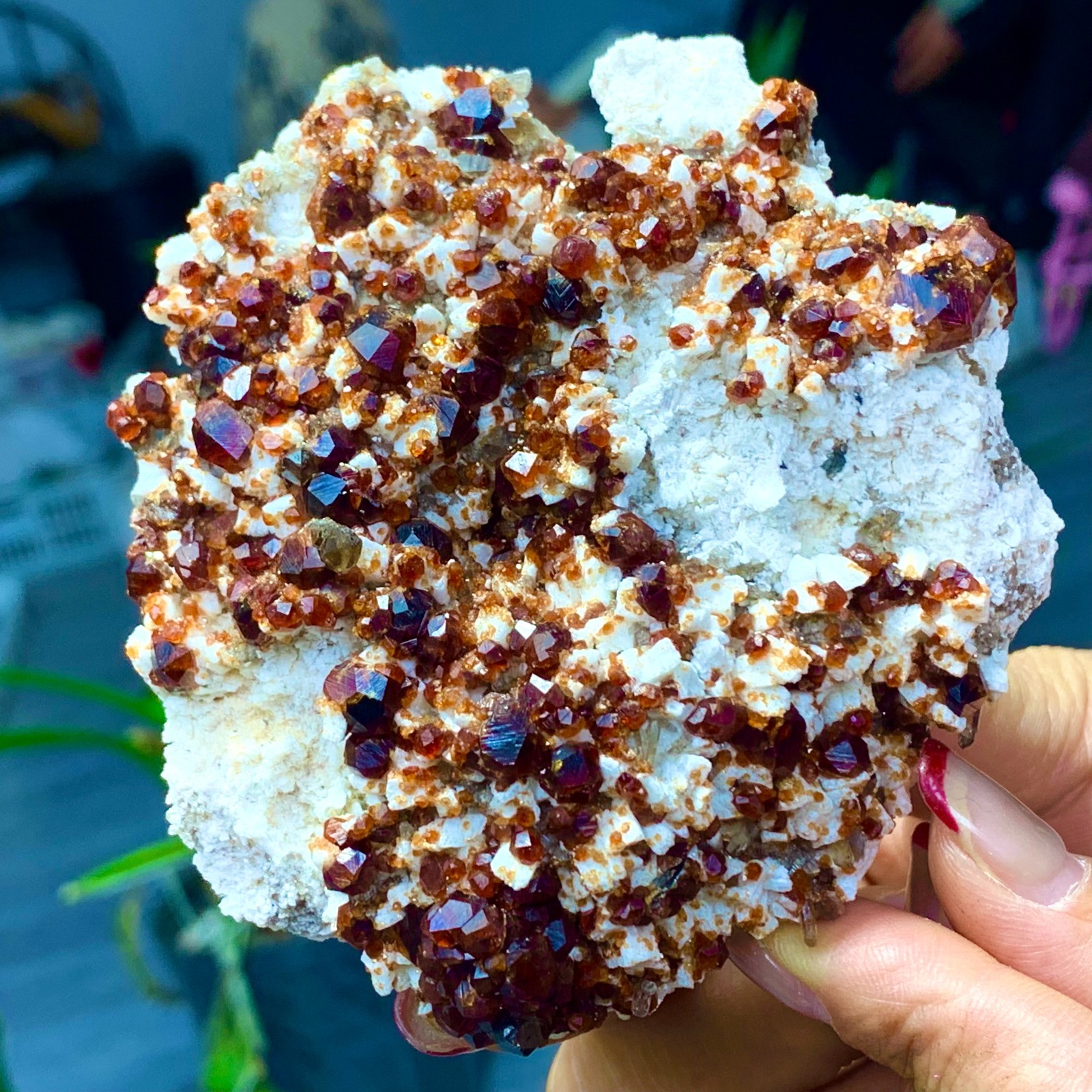 205G Natural Garnet with rock Gorgeous rough raw Crystal Mineral Specimen D32