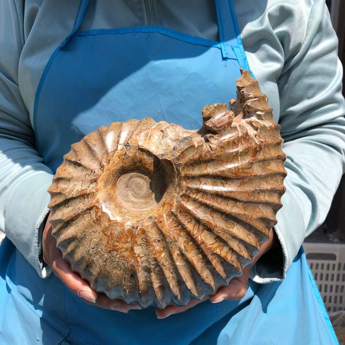 8.91LB Rare! Natural Tentacle Ammonite Specimen Healing Madagascar