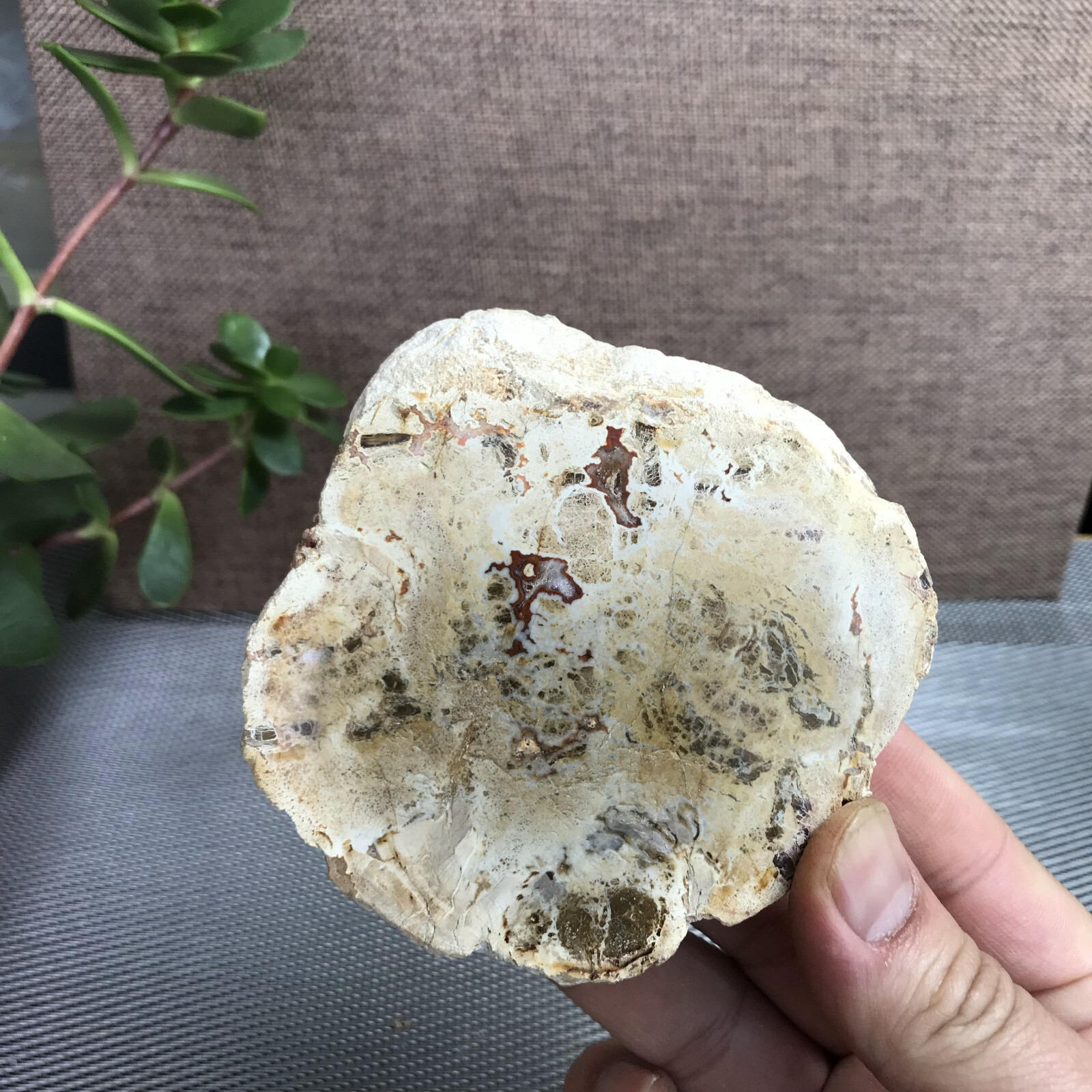Top 95mm Natural Petrified Wood Crystal Rough Slice Madagascar 219g A1390