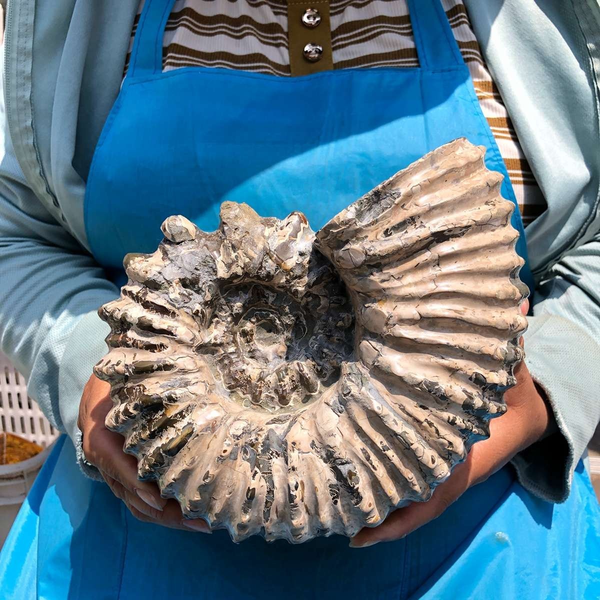 7.12LB Natural Beautiful Ammonite Fossil Conch Crystal Specimen Healing 5403