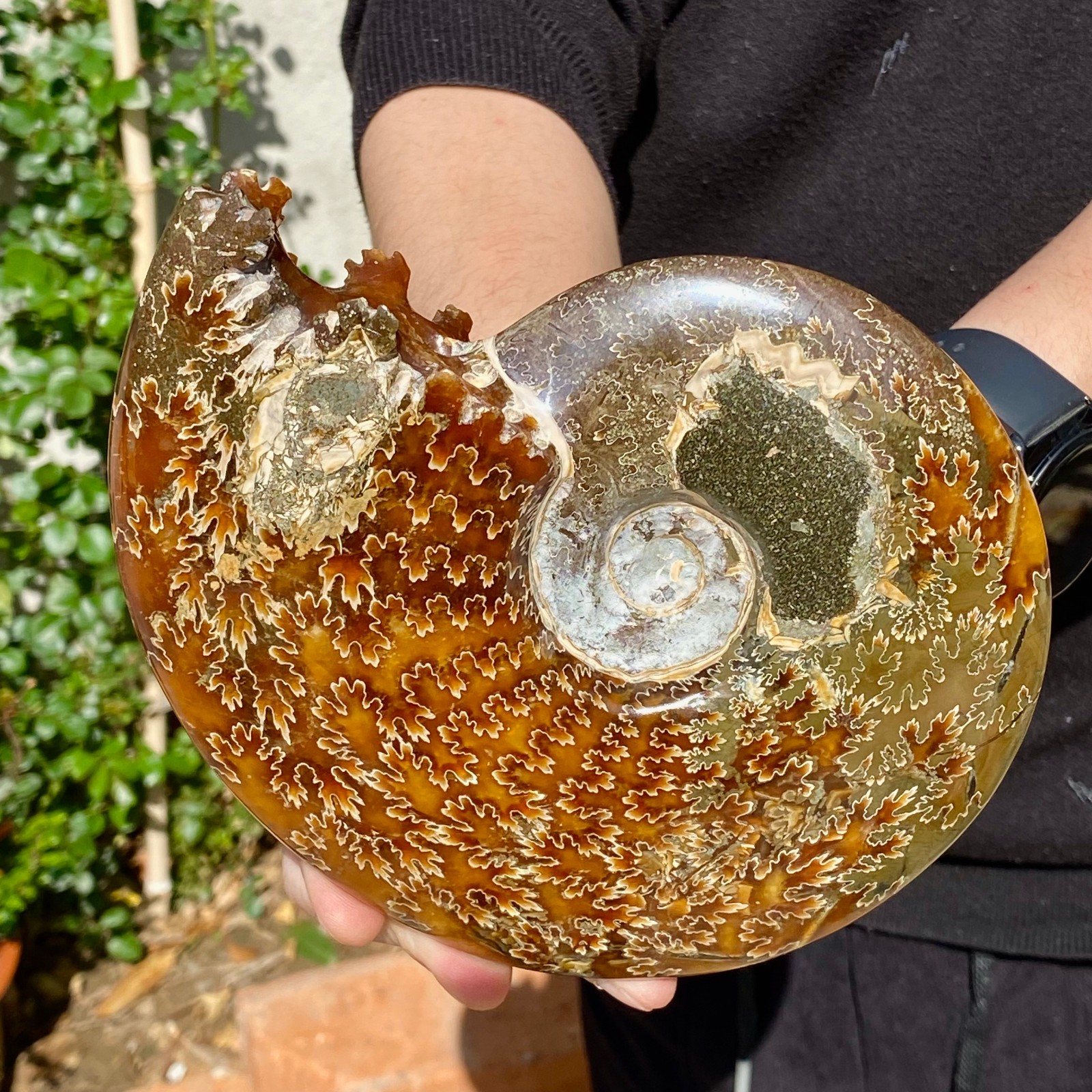 2.51LB Rare natural Natural conch fossil specimens of Madagascar