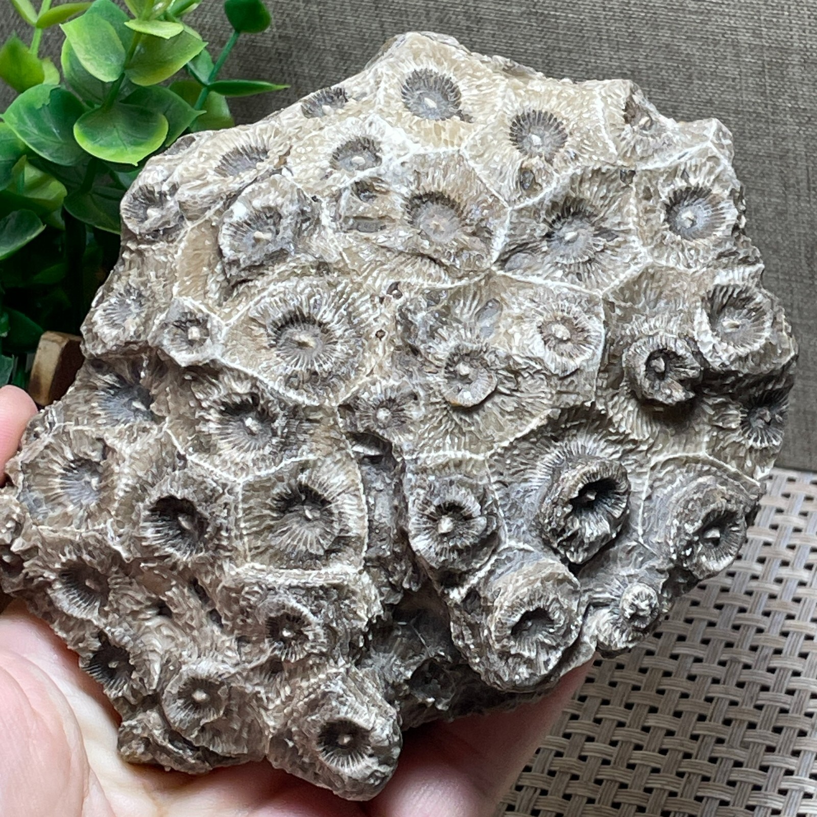 Unpolished Michigan Petoskey Stone-Hexagonaria -rough stone home decor 415g