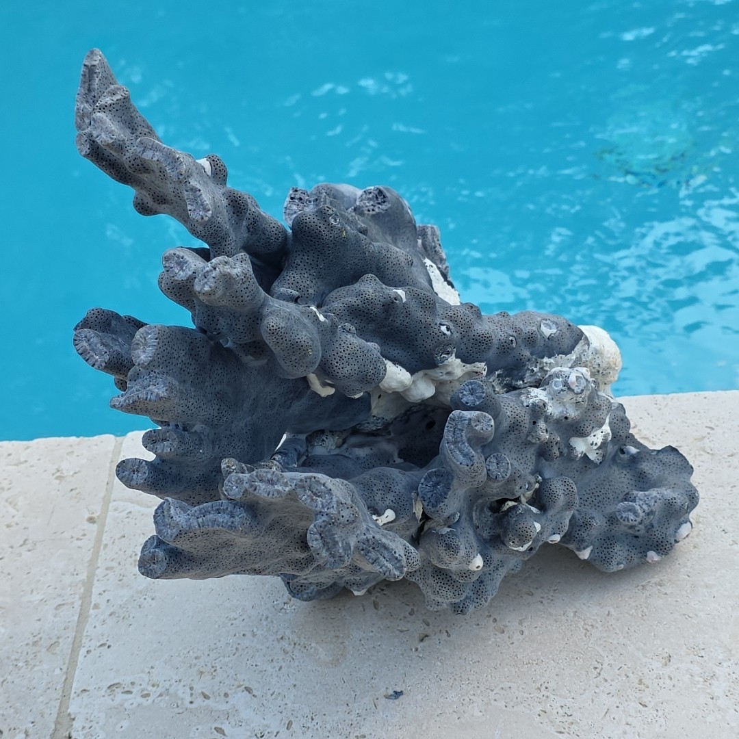 10 lb Nat Blue Coral Reef Cluster Marine Mineral Crystal Specimen Aquarium 14″