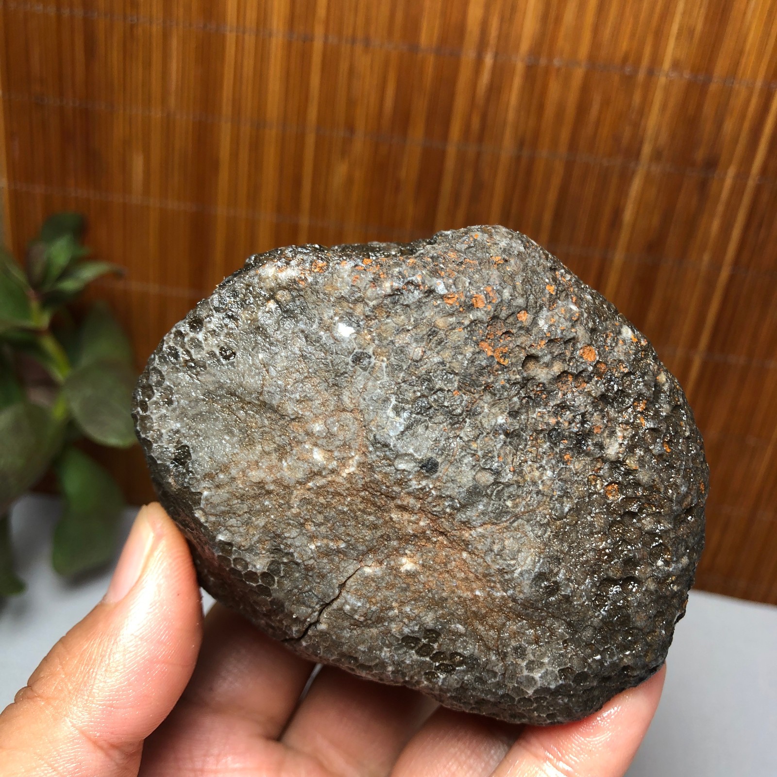 73mm Rare Rugose Coral Slab original Actinocyathus Morocco 291g AA9419