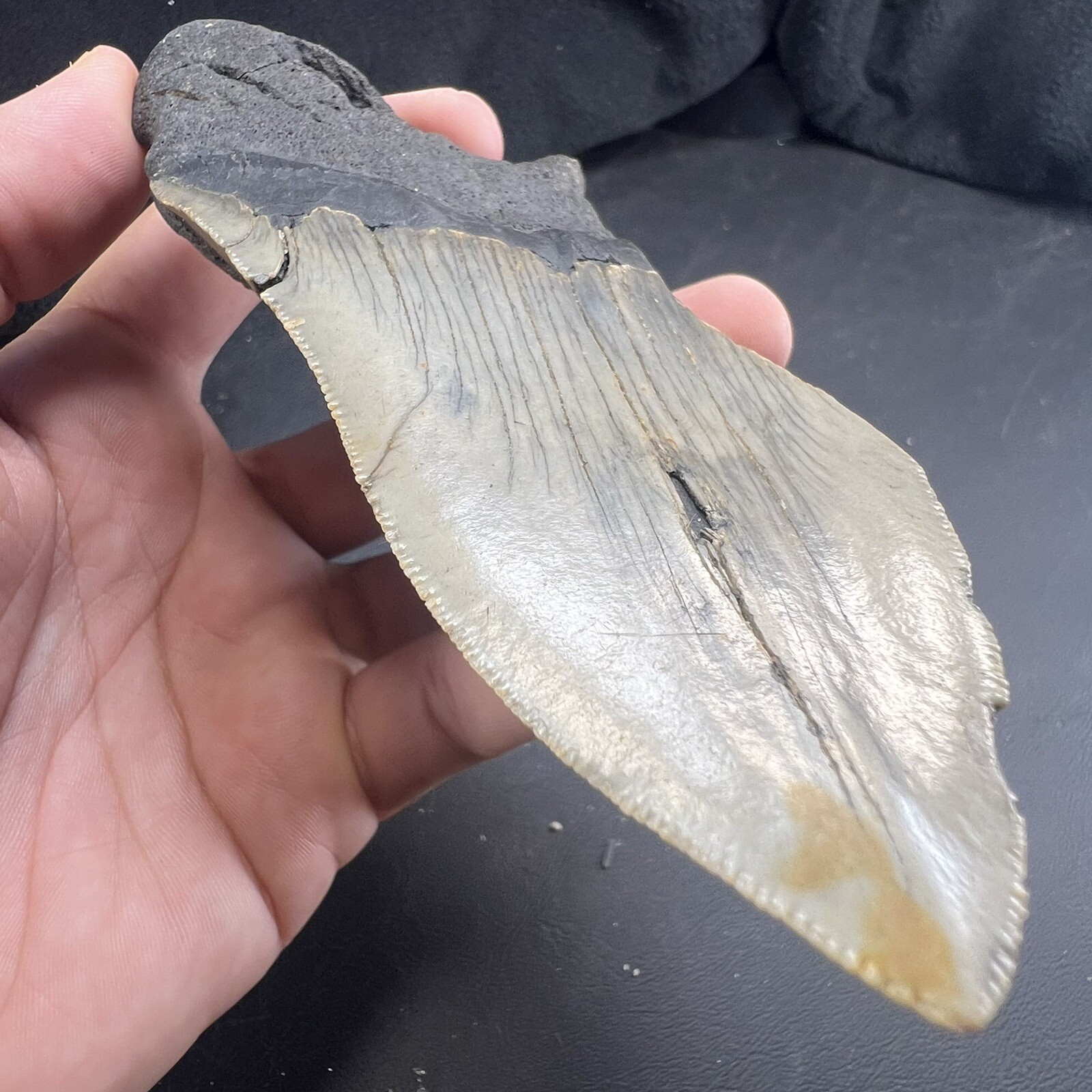 Megalodon Shark Tooth Fossil  North Carolina Coast Megaladon Megladon Meglodon