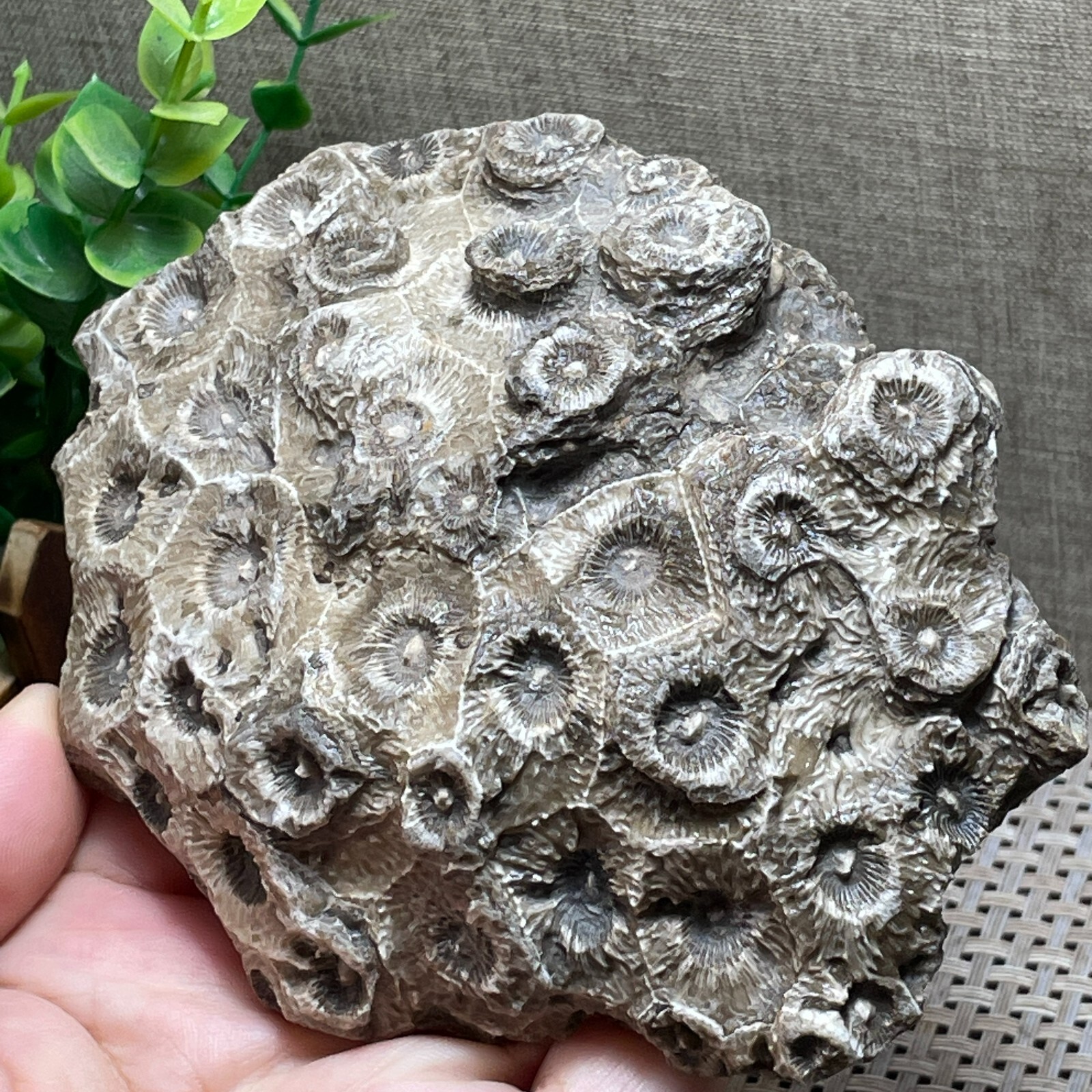 Unpolished Michigan Petoskey Stone-Hexagonaria -rough stone home decor 415g