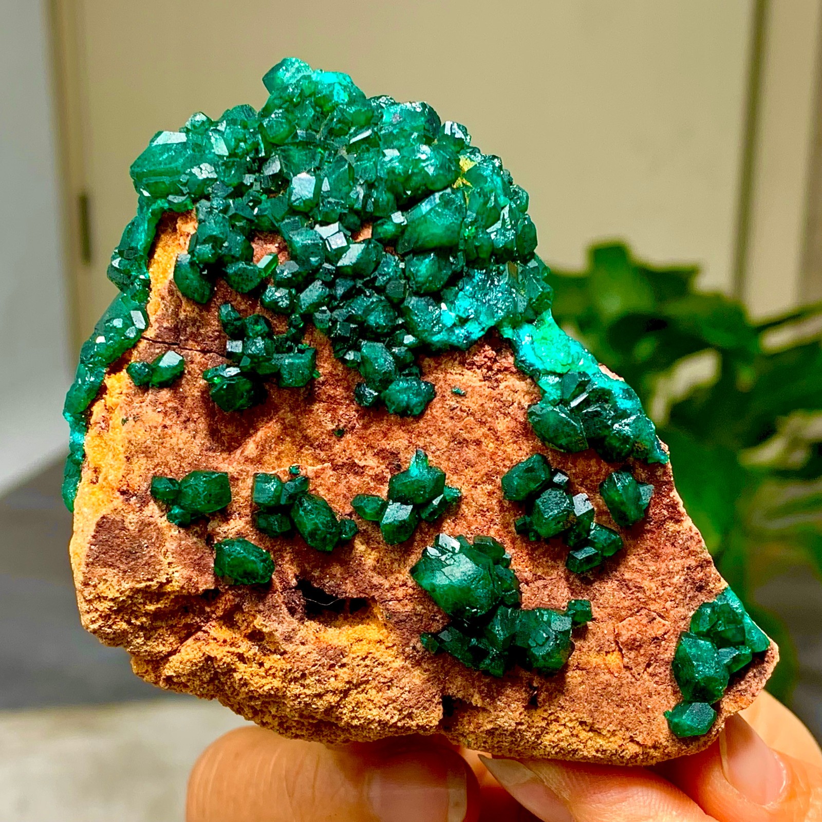 205G Natural Deep Green Grainy dioptase gemstone cluster mineral specimen