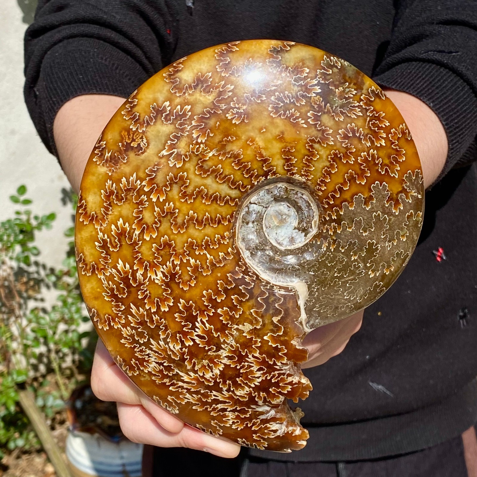 2.51LB Rare natural Natural conch fossil specimens of Madagascar