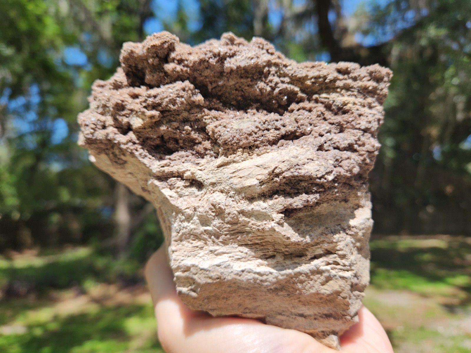 Brilliant Petrified Wood Crystallized Fossil Smoky Quartz Crystal Alabama