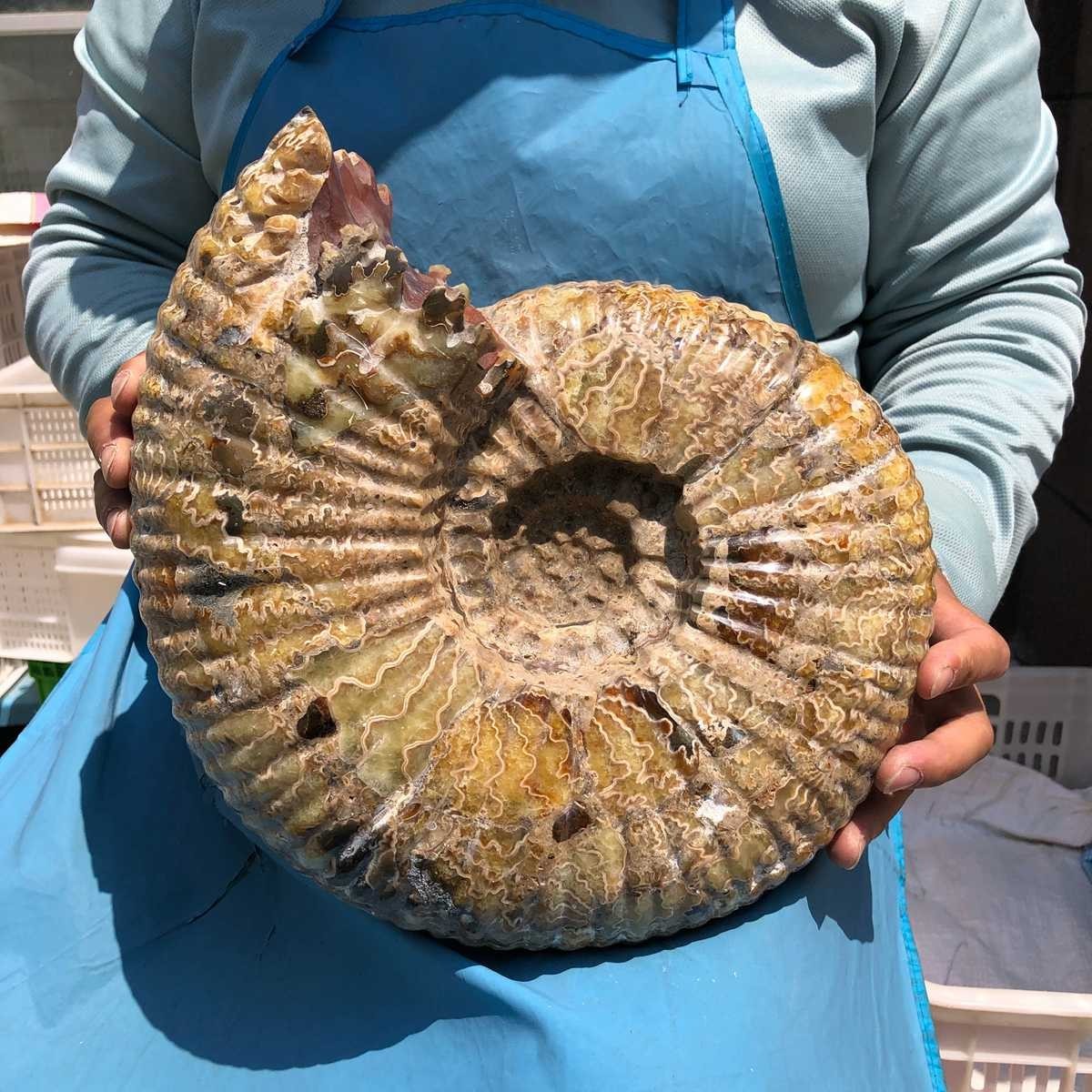 18.74LB Natural Beautiful Ammonite Fossil Conch Crystal Specimen Healing 5400