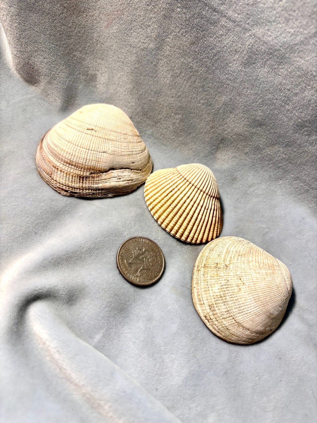 California Beach Shell Lot, Stackable Sea shells 63