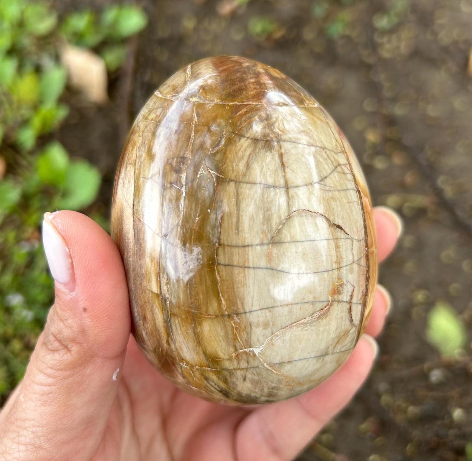 1.9″0.3lb Cute Natural Crystal Wood Fossil Egg Polished Quartz Home Office Decor