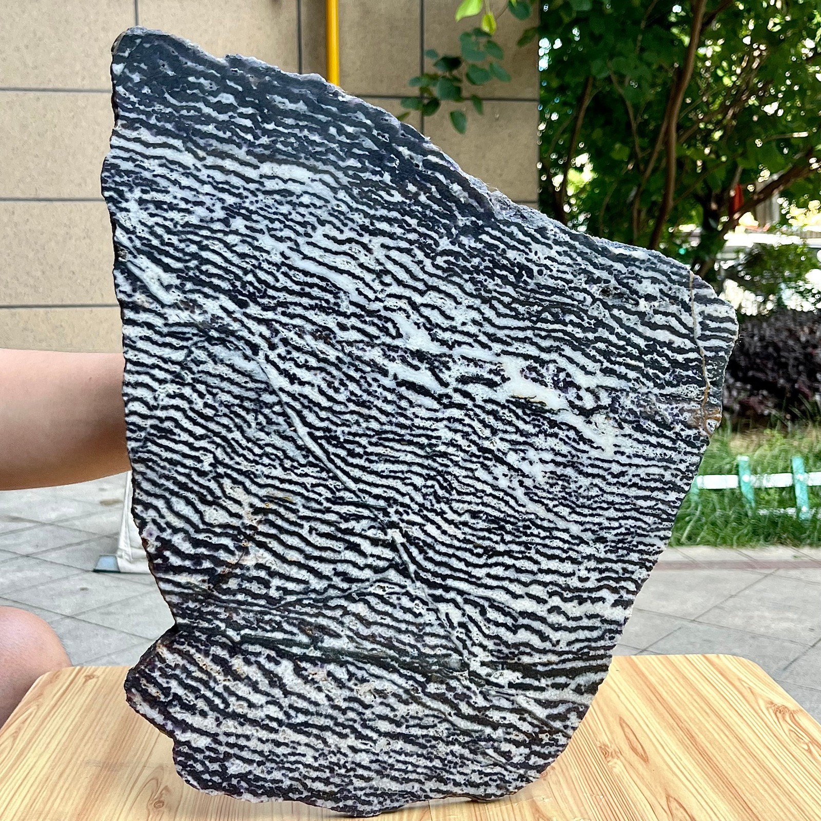 Zebra Stone Polished Slice Black White Stripe Mineral Specimen Display 9.9 lb