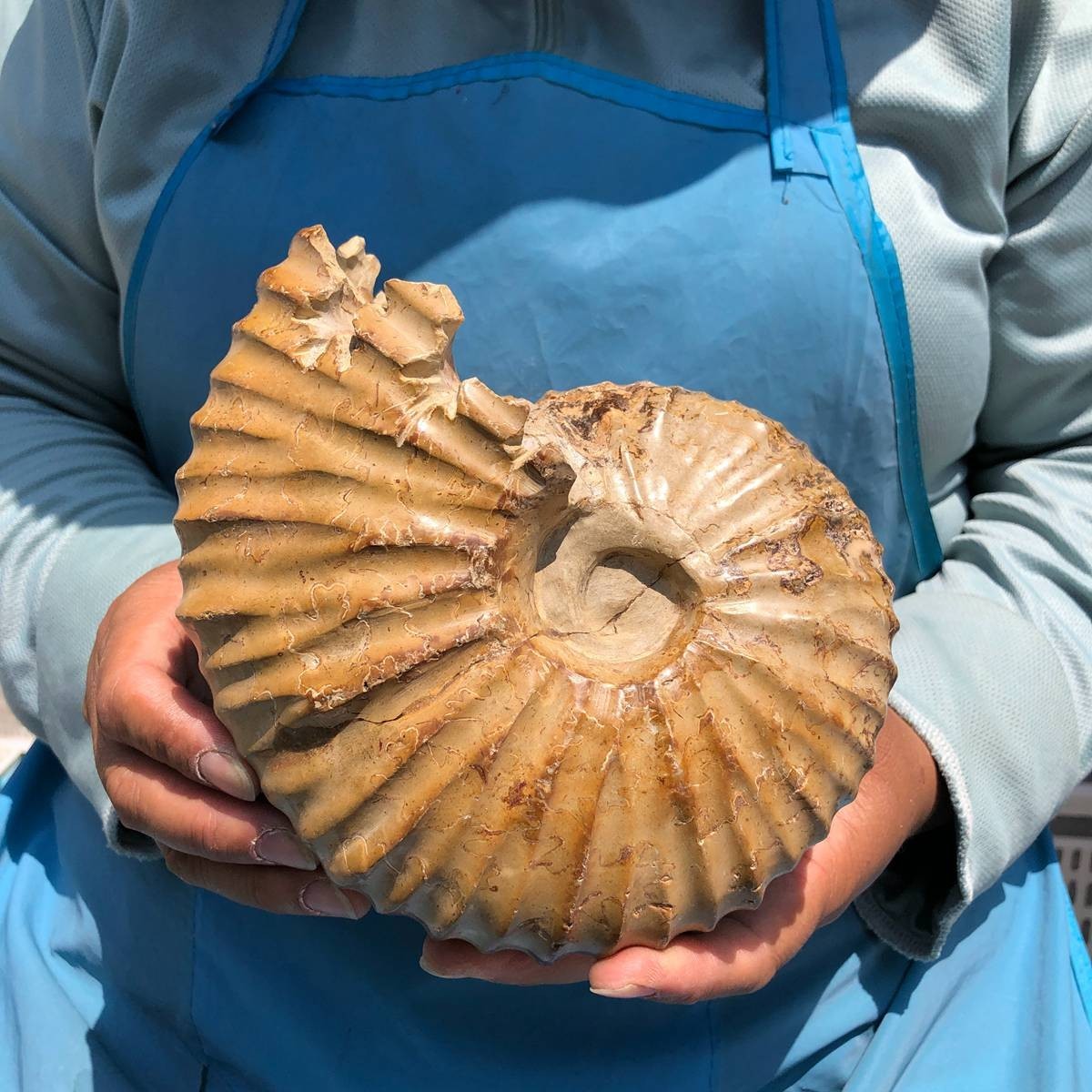 4.18LB Rare! Natural Tentacle Ammonite Specimen Healing Madagascar