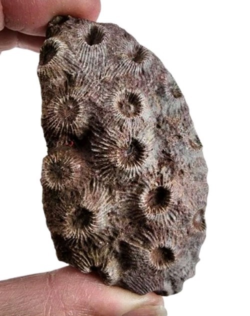Petoskey Stone Natural Coral Morocco 74.2 grams.