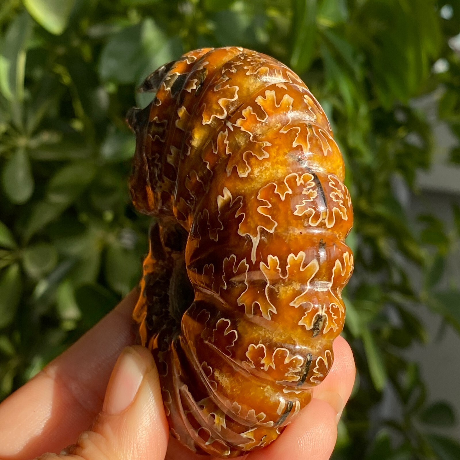 200g Top Natural Horn Screw Fossil Ammonite Conch Crystal Specimen Healing