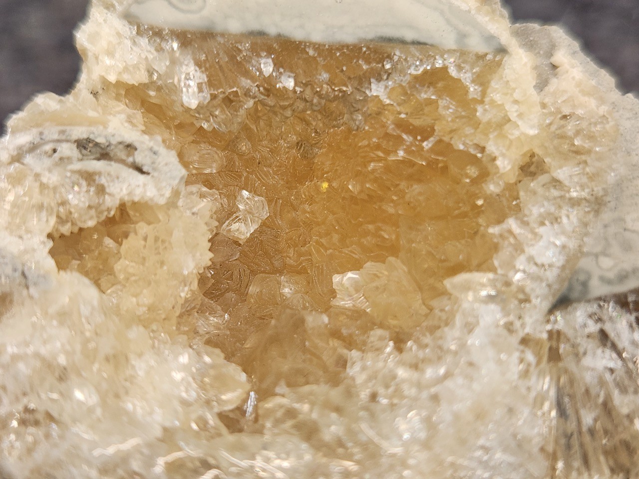 FULL Calcite CRYSTAL WHELK Shell Fossil Rucks Pit Florida dogtooth CUT POLISHED