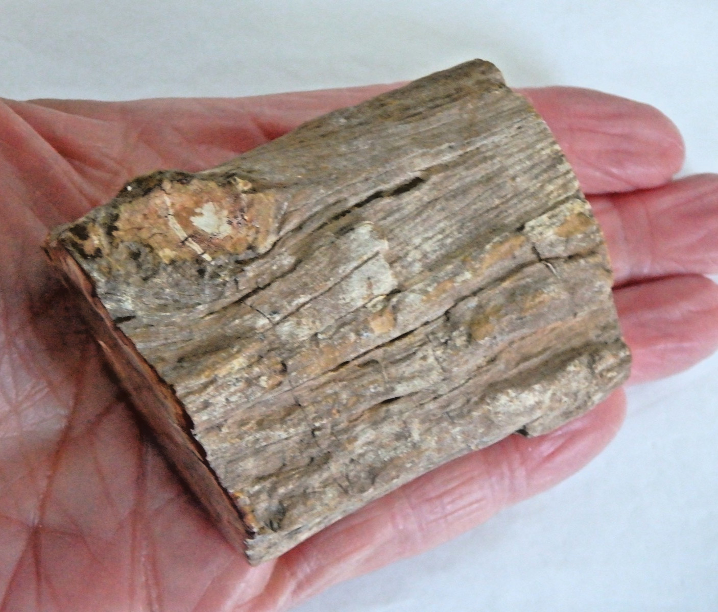Crystal Petrified Wood Polished Top & Bottom 148.1gram
