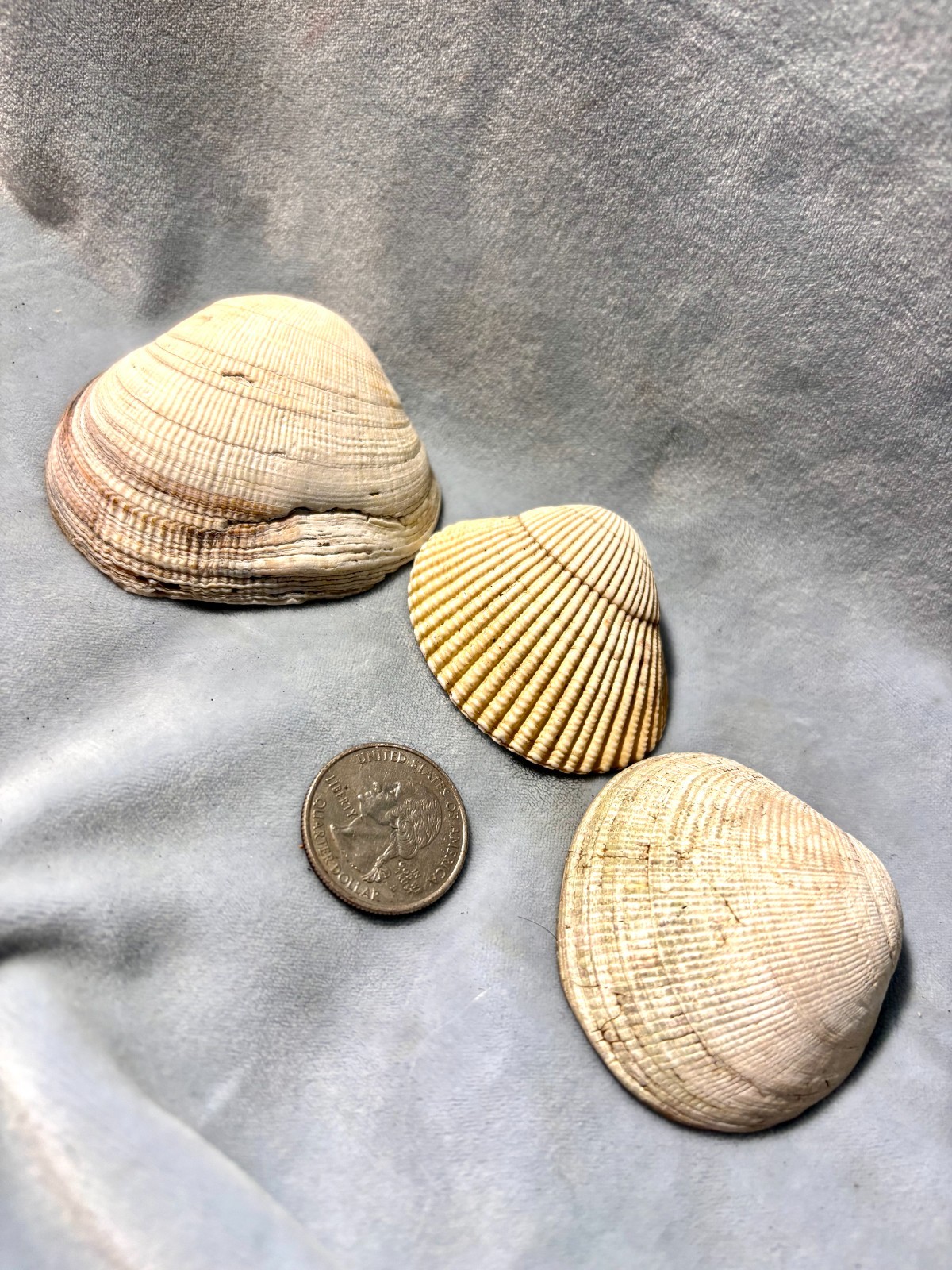 California Beach Shell Lot, Stackable Sea shells 63