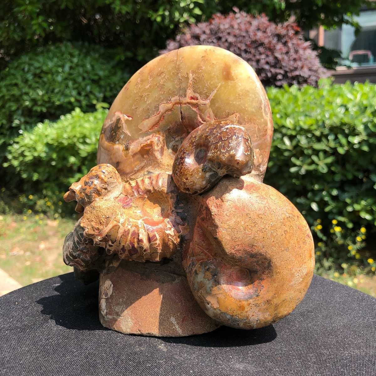 5.08LB Rarem Natural Tentacle Ammonite Fossil Specimen Shell Healing Madagas
