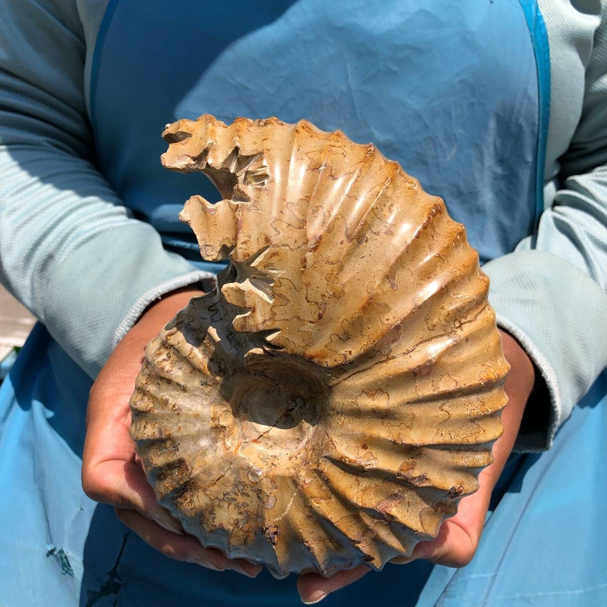 4.18LB Rare! Natural Tentacle Ammonite Specimen Healing Madagascar