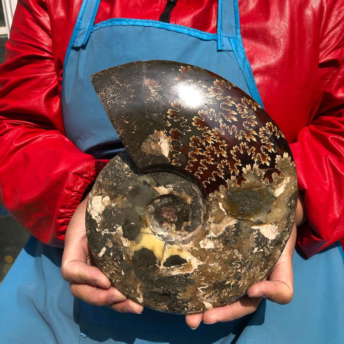 3.65LB AAA Natural Polished Ammonite Fossil with Suture Detail healing