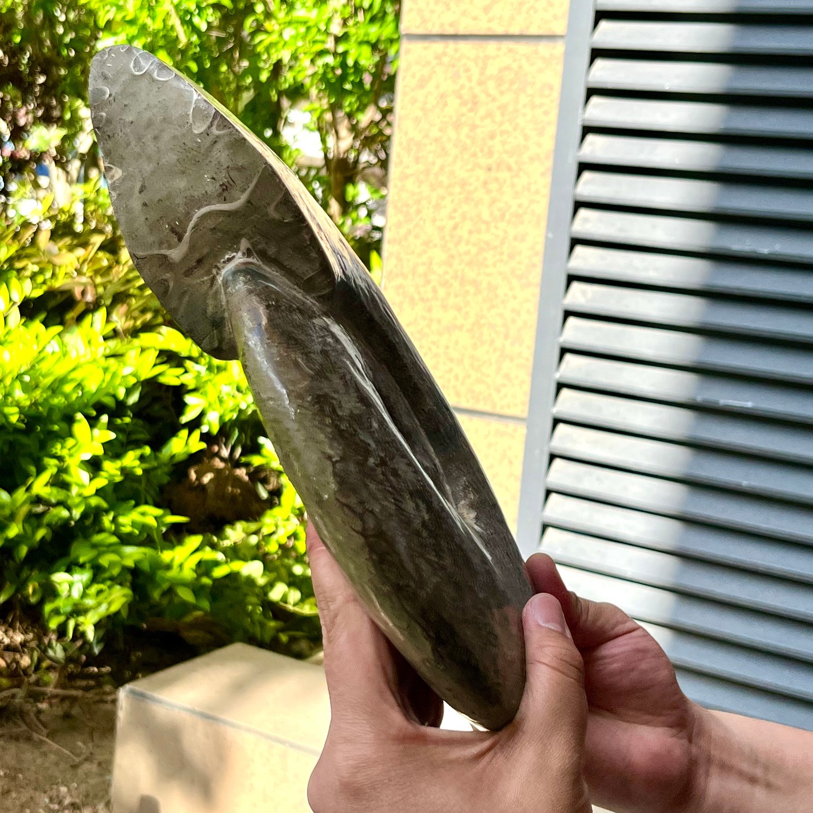 Polished Conch Shell Specimen Polished w/ Ammonite Pattern 11.08 lb