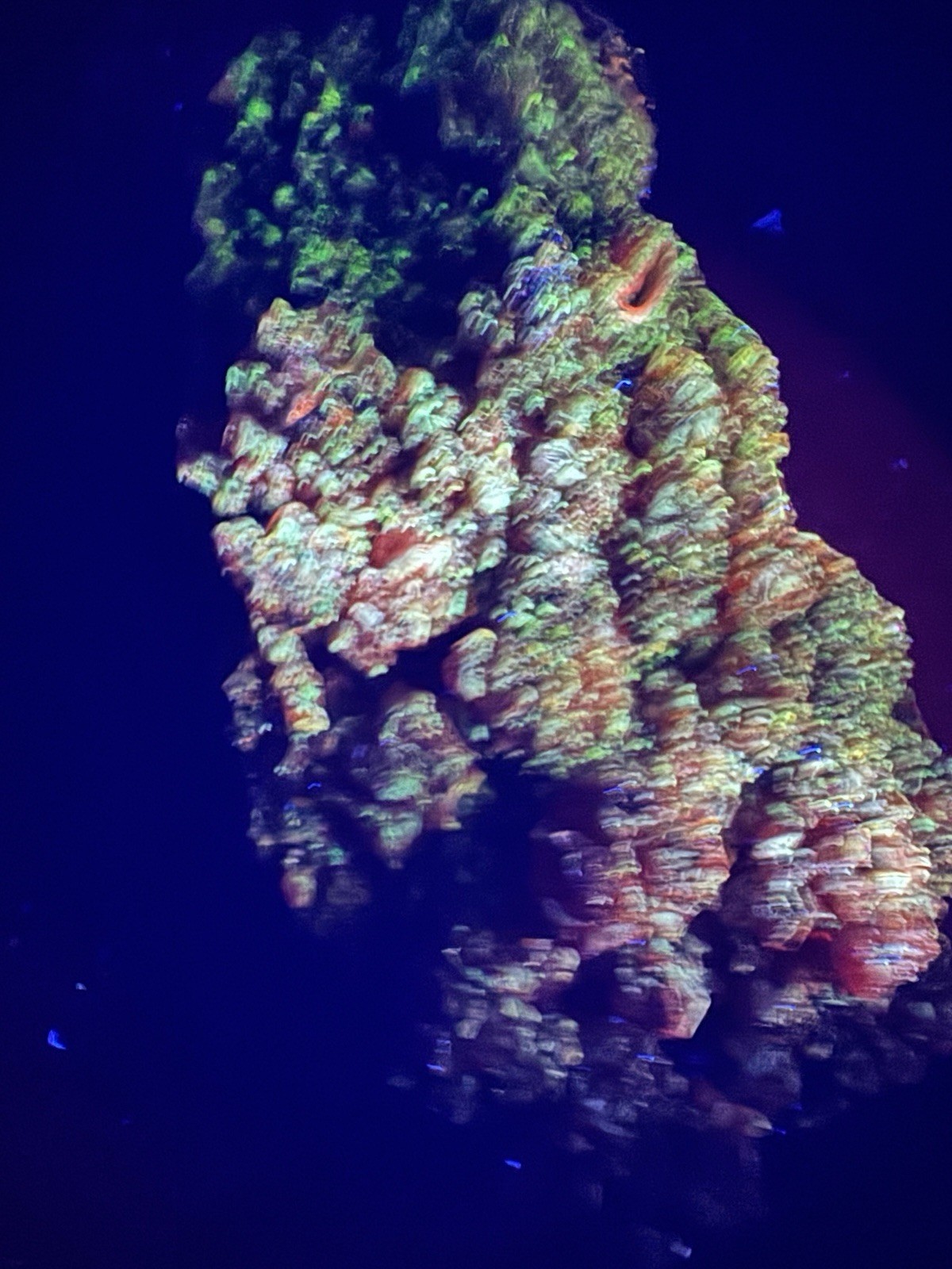 6501 EXCELLENT Red Sphalerite with BRIGHT UV and Phosphorescence Jiang Xi 92g