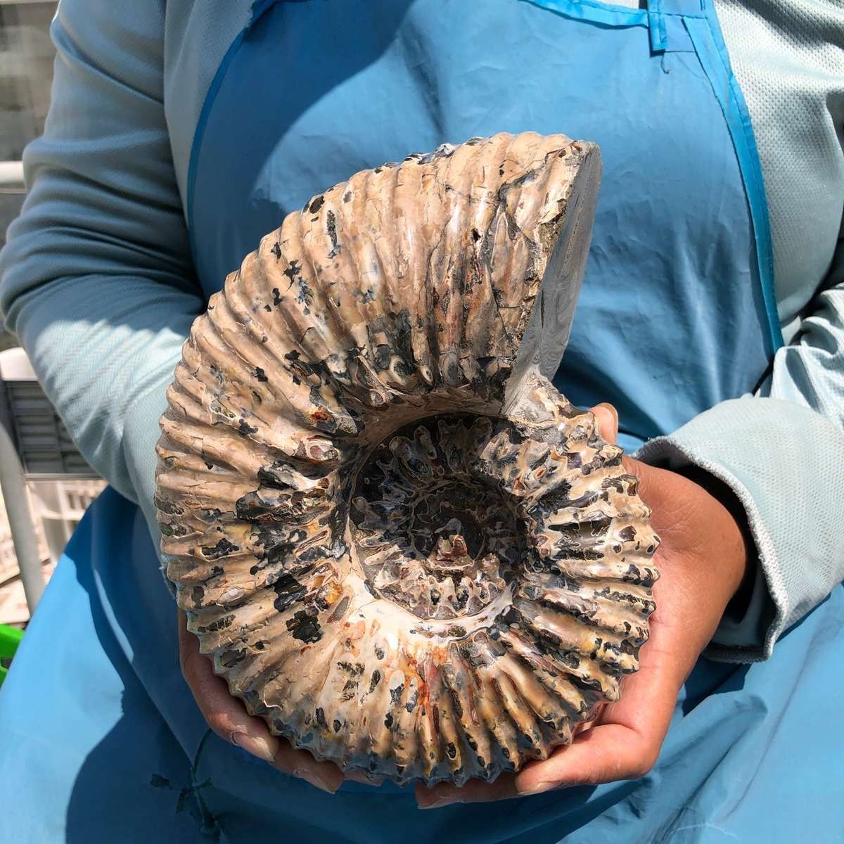 7.45LB Natural Beautiful Ammonite Fossil Conch Crystal Specimen Healing 5392