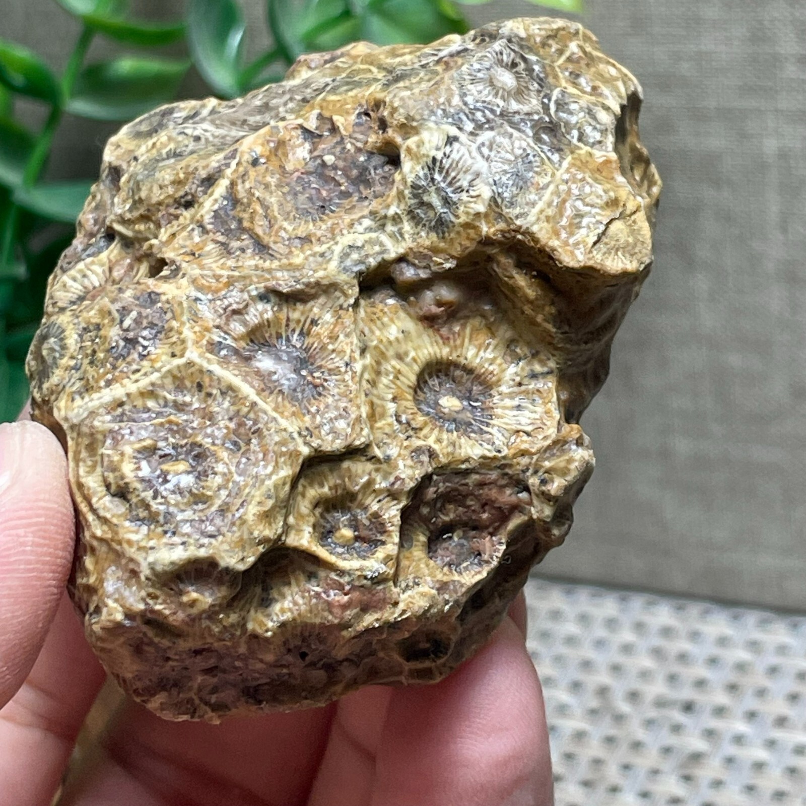 Unpolished Michigan Petoskey Stone – Hexagonaria – Coral stone 110g A56