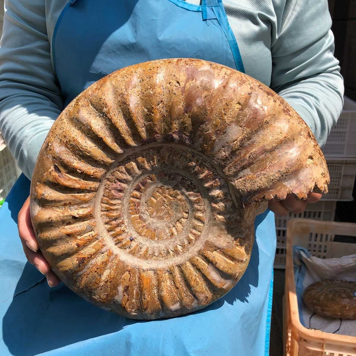 10.67LB Large Natural Beautiful Ammonite Fossil Conch Crystal Specimen Healing