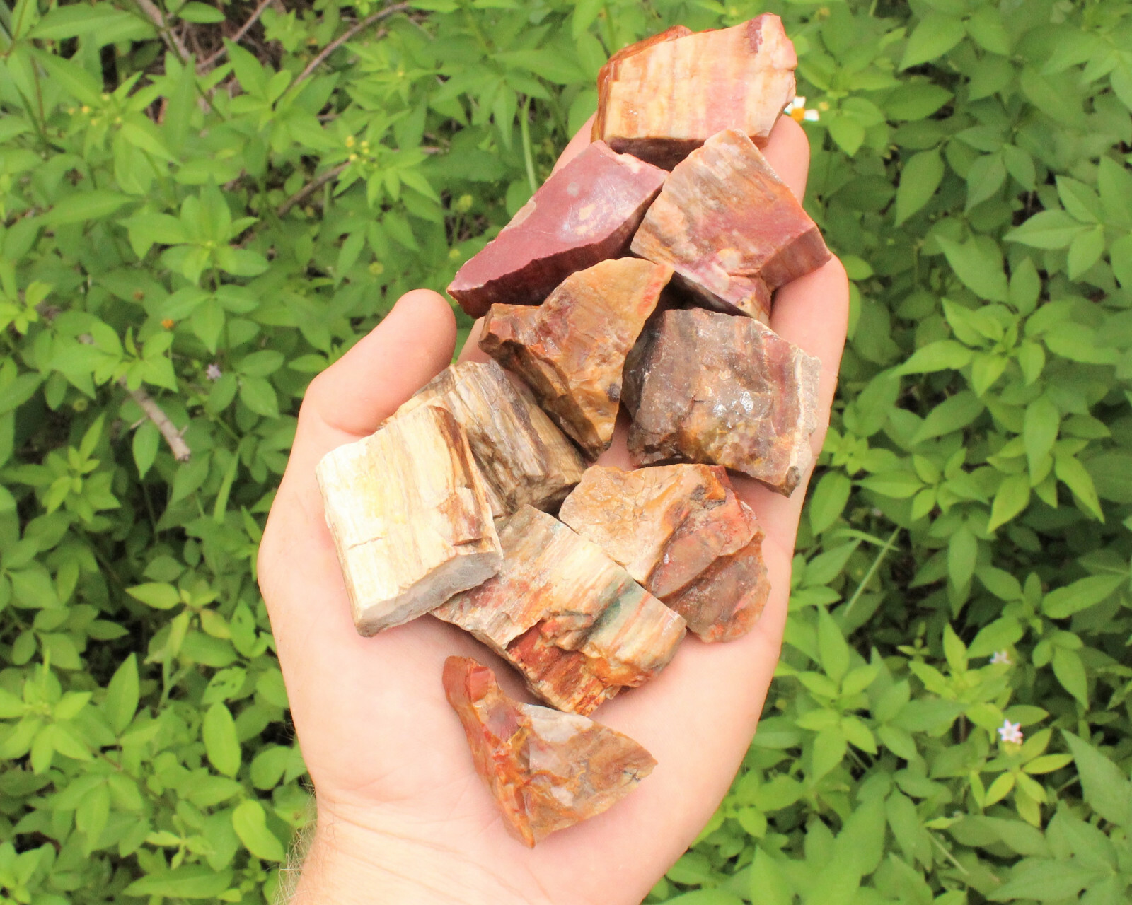 Rough Petrified Wood: Choose How Many Pieces (Natural Raw Fossilized Wood)