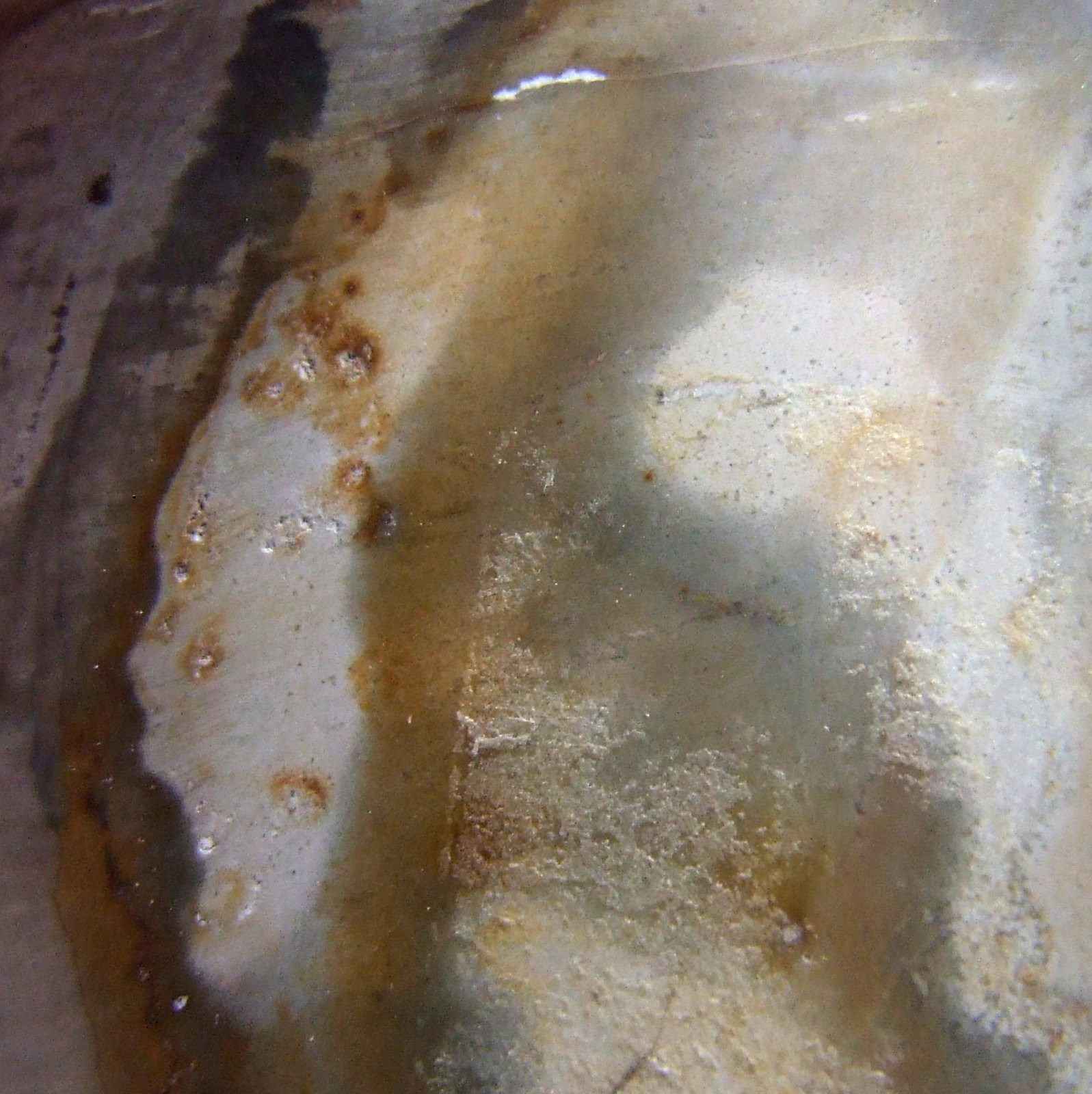 Fossil Petrified Wood Slice Madagascar Polished 4cm x 3.5cm 12g