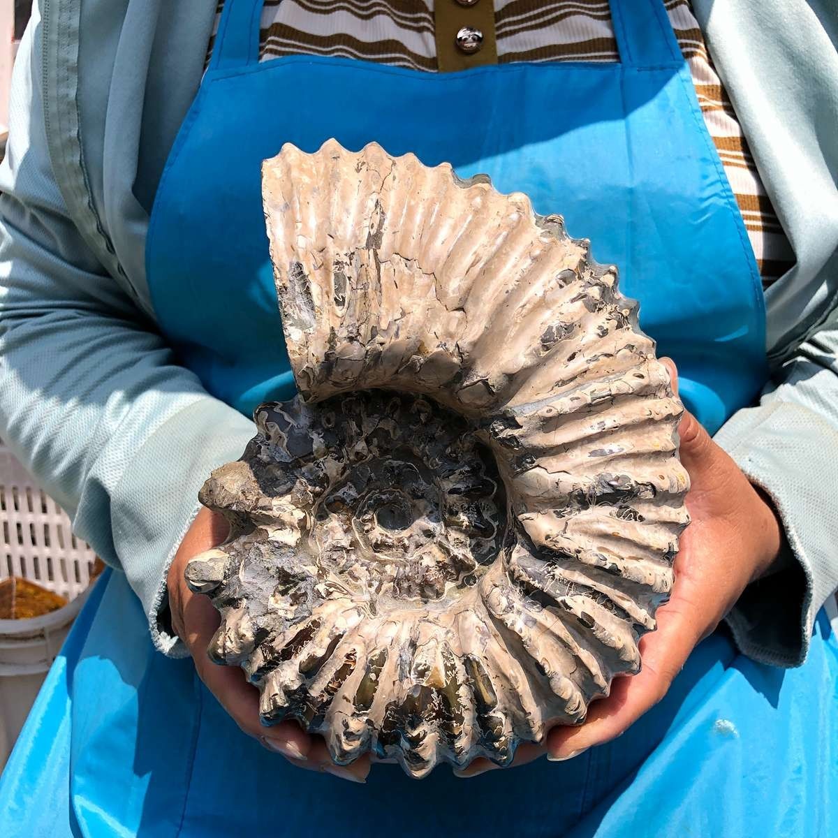 7.12LB Natural Beautiful Ammonite Fossil Conch Crystal Specimen Healing 5403