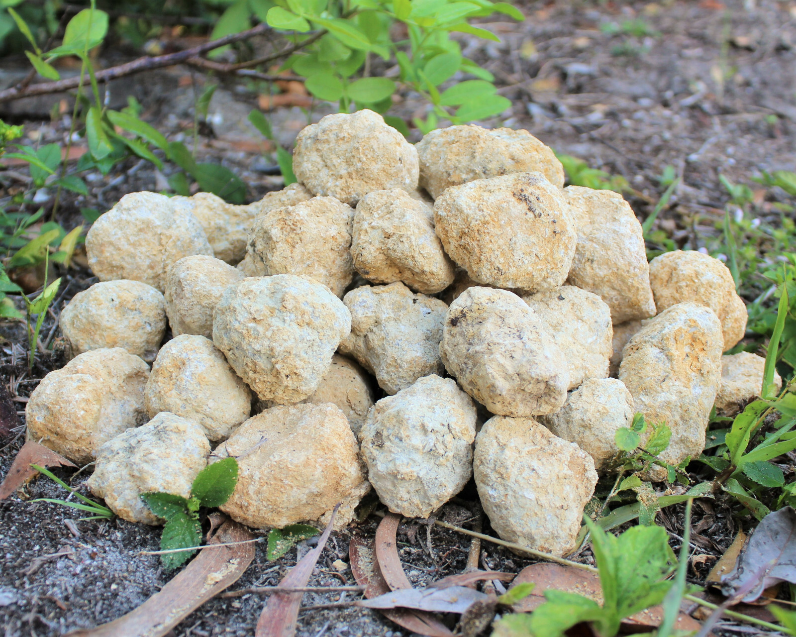 20 Break Crack Open Your Own Whole Quartz Geodes (Unopened Crystals)