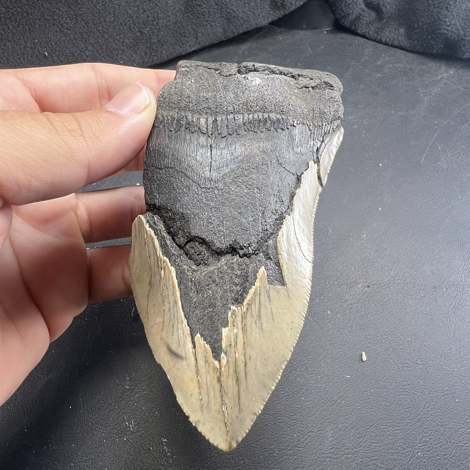 Megalodon Shark Tooth Fossil  North Carolina Coast Megaladon Megladon Meglodon