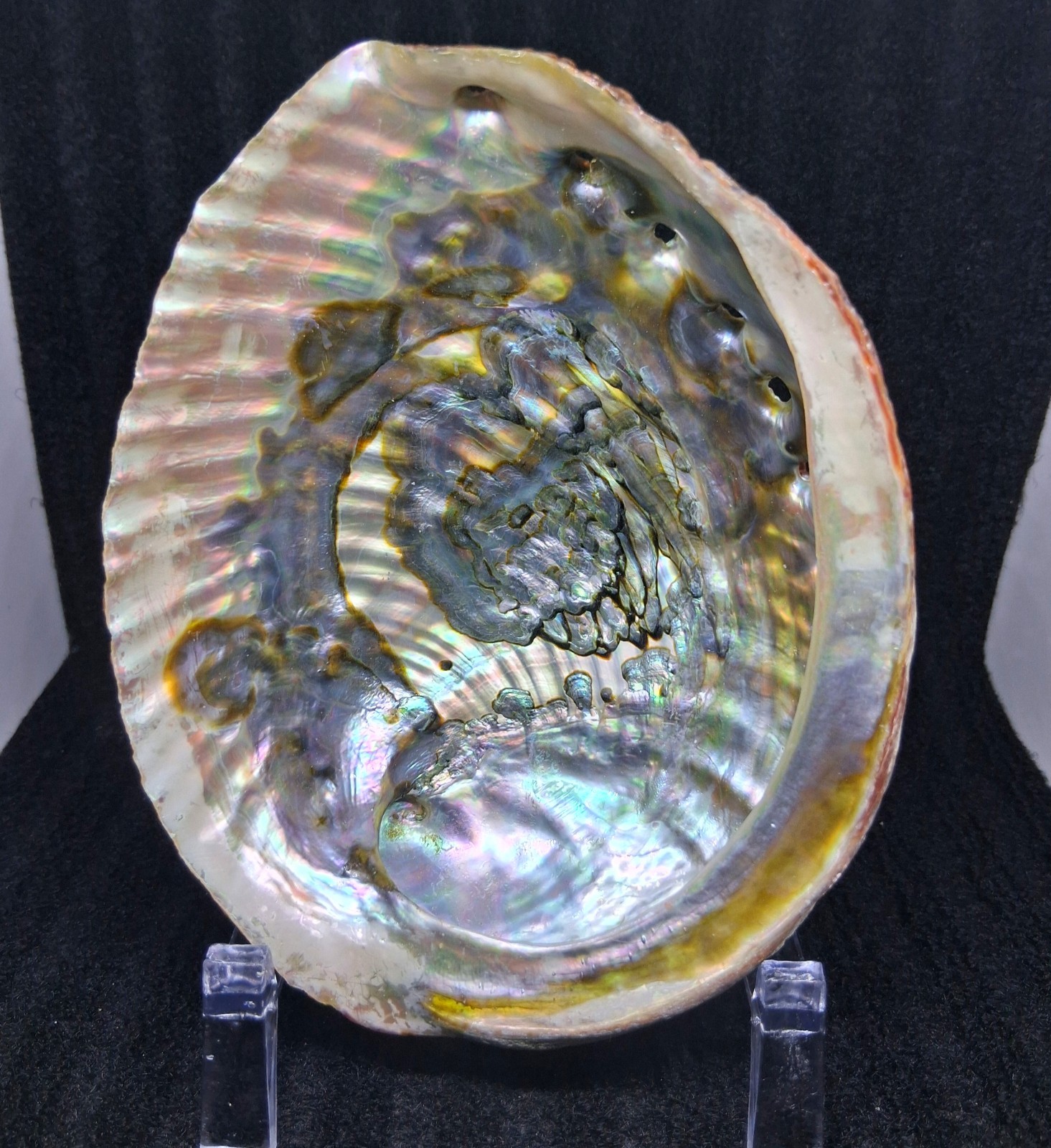 Natural Abalone Shell With Stand Large Iridescent Abalone Fossil Crystal