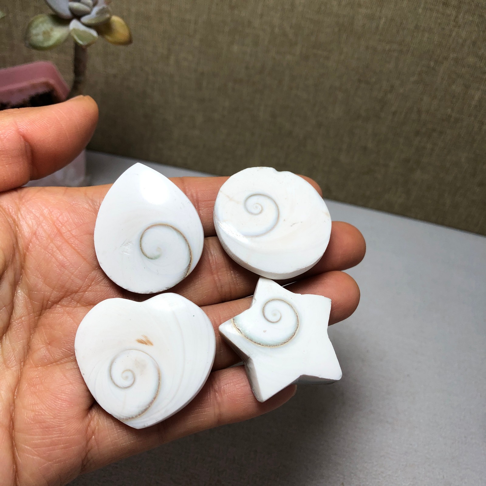 4pcs Rare sun shell Reiki Shiva Eye ocean semi-precious stone 75g A2758