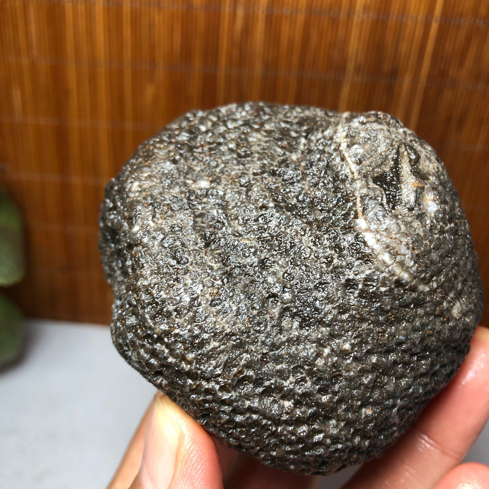 73mm Rare Rugose Coral Slab original Actinocyathus Morocco 291g AA9419