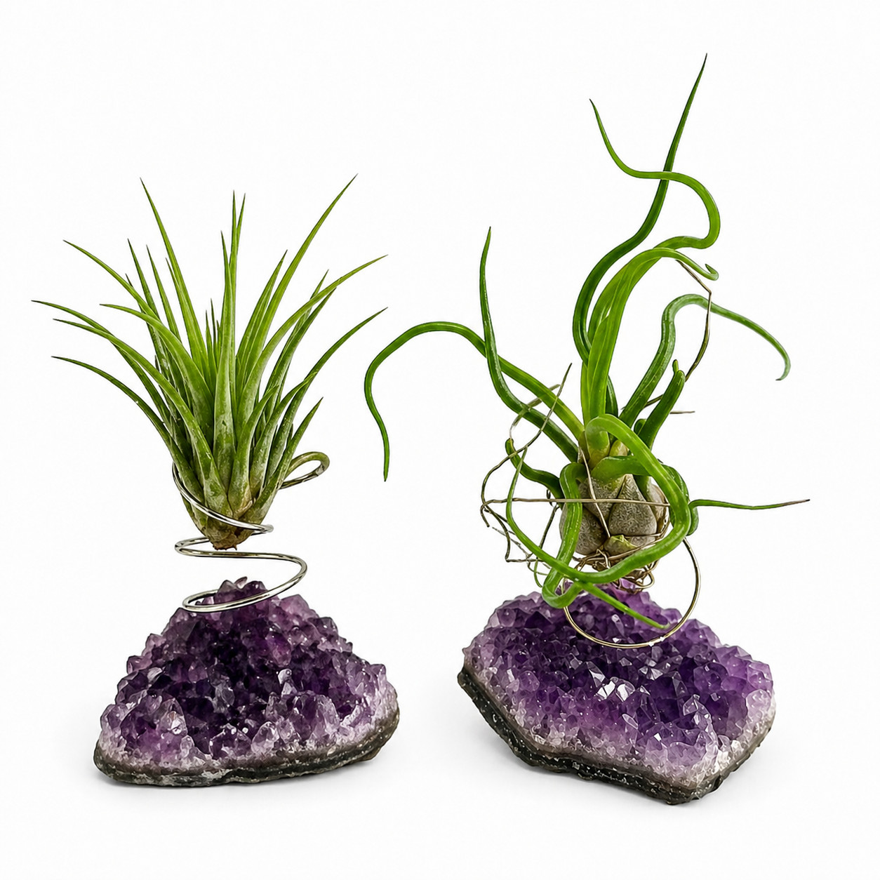 Amethyst 2-SET Geode Raw Crystals with Live Air Plants- Bulbosa & Stricta GIFT