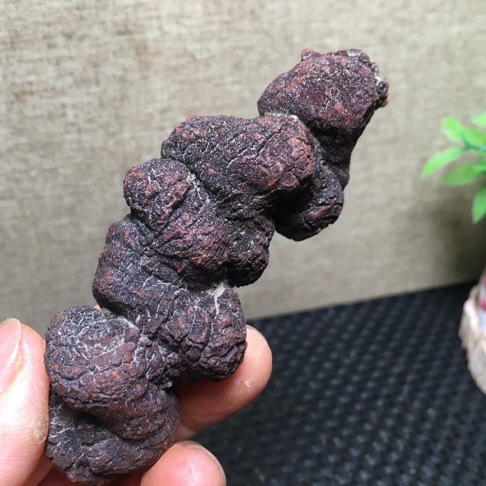 100g Natural dung coprolite Petrified Poop crystal Specimen fb1479