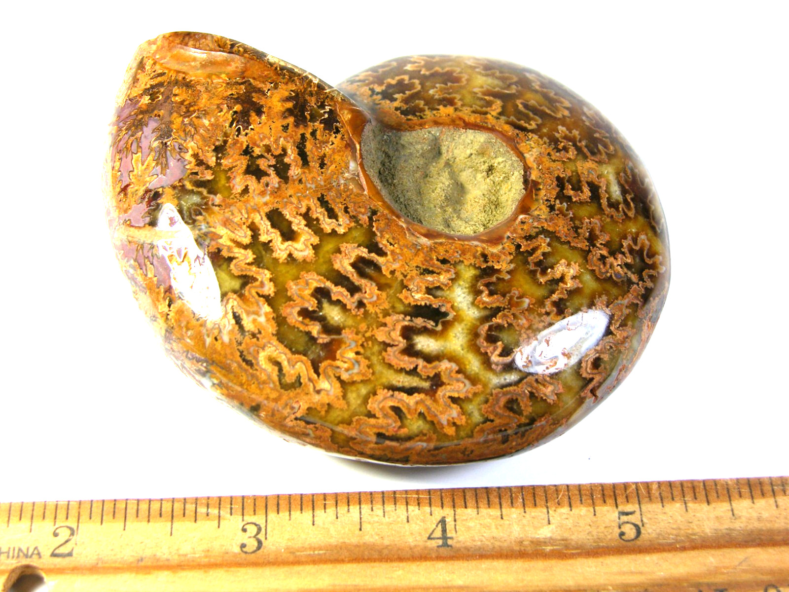 Ammonite fossil polished 4×3″ + showing suture &fire Madagascar ms67
