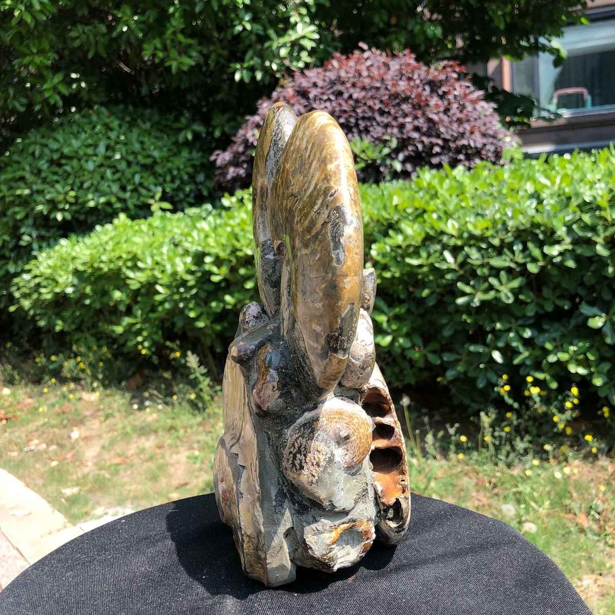 9.24LB Natural Beautiful Ammonite Fossil Conch Crystal Specimen Healing 5113
