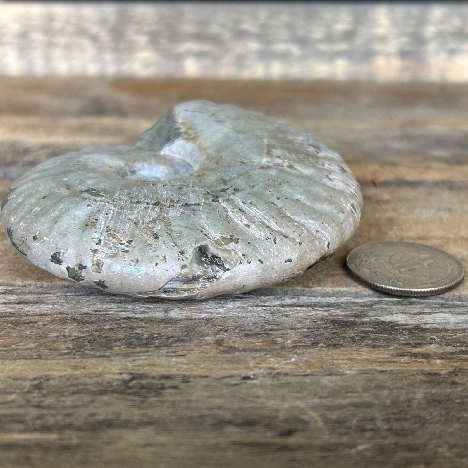 Opalized Ammonite Fossil 3.5″ Iridescent Rainbow Shell Healing Stone