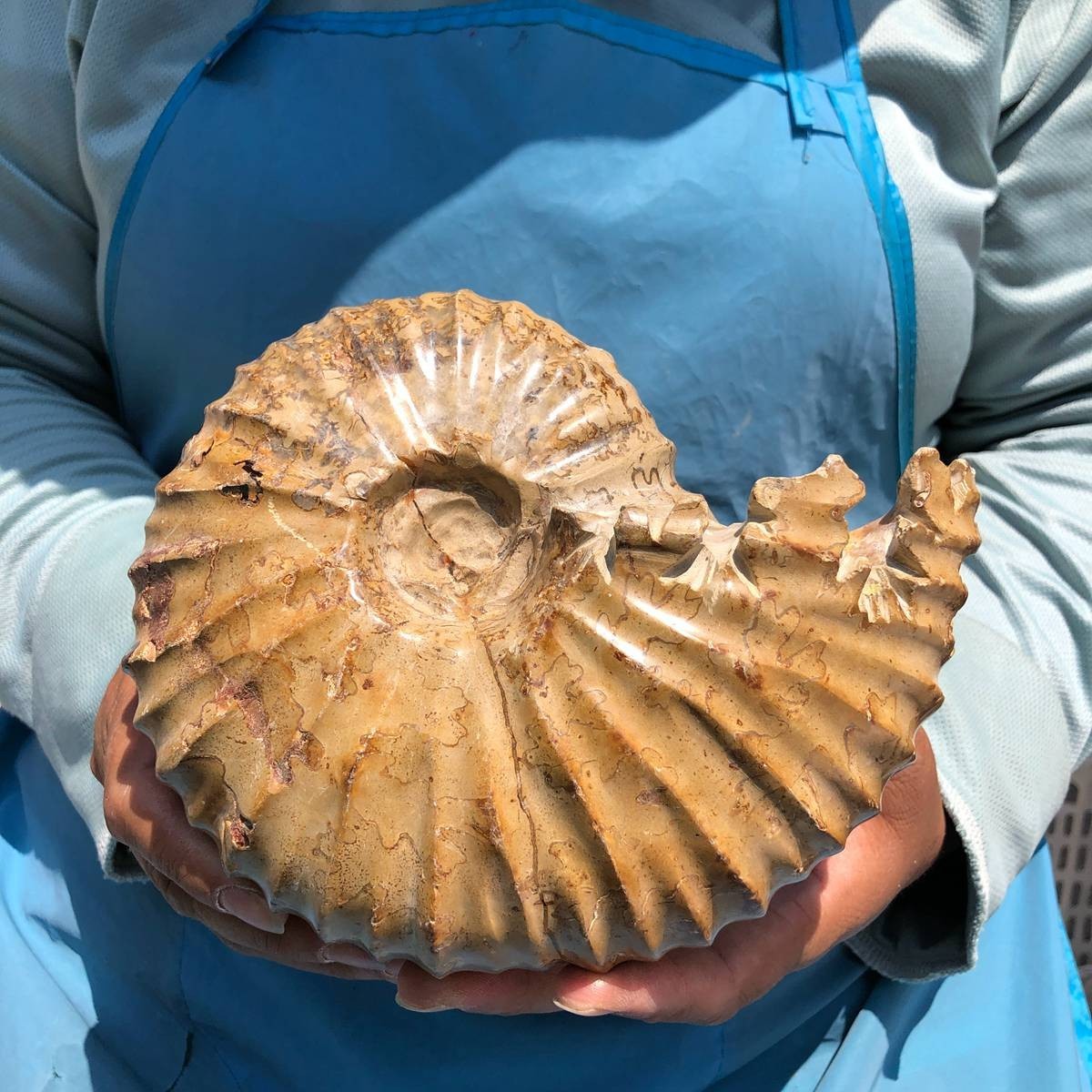 4.18LB Rare! Natural Tentacle Ammonite Specimen Healing Madagascar