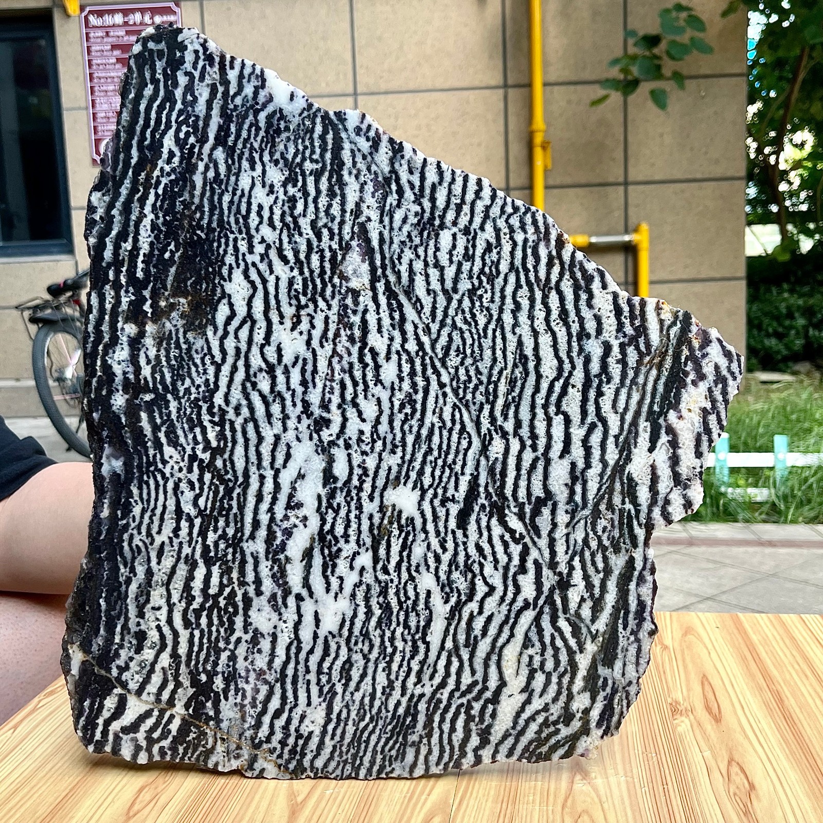 10.5 lb Polished Zebra Stone Freeform Slab Black White Stripe Crystal Specimen