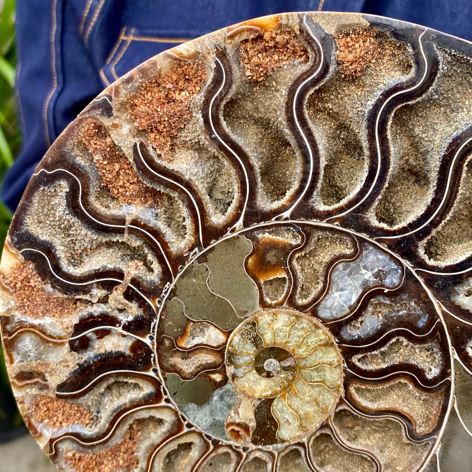 3.21LB Rare! Natural Tentacle Ammonite FossilSpecimen Shell Healing Madagascar