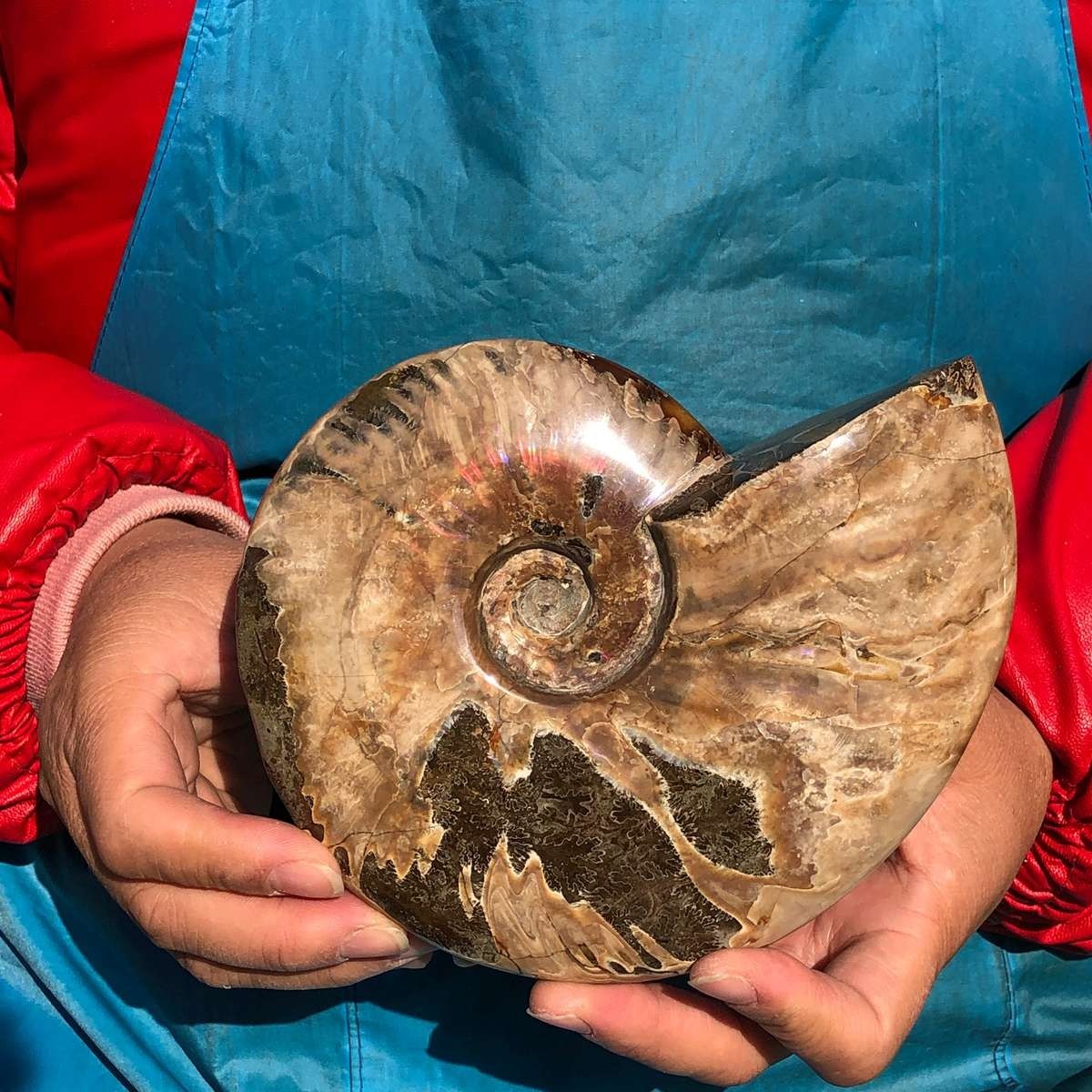 2pcs Natural Beautiful Ammonite Fossil Conch Crystal Specimen Healing