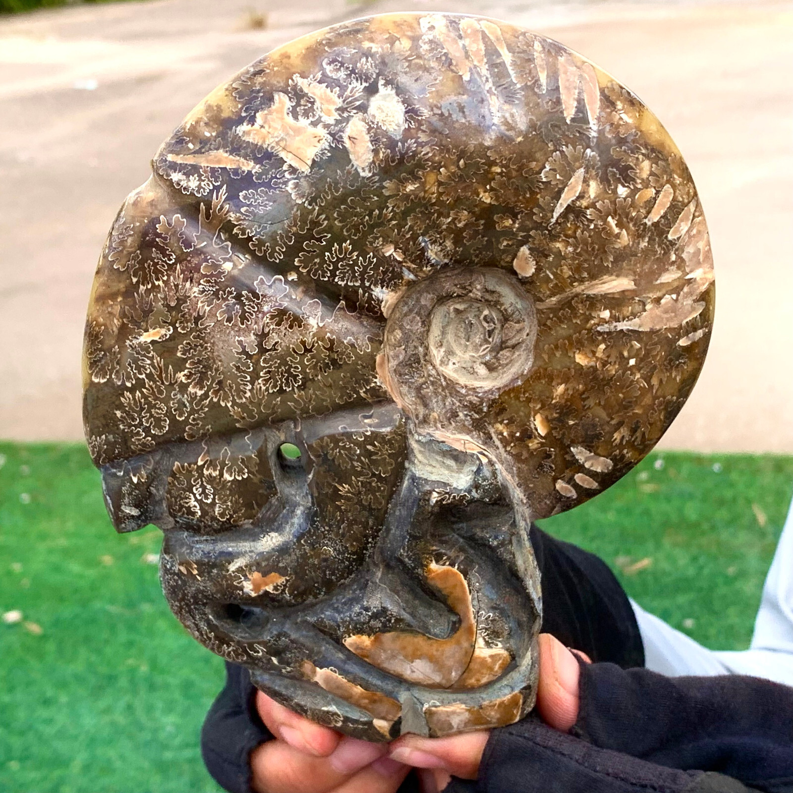 1.92LB Rare! Natural Tentacle Ammonite FossilSpecimen Shell Healing Madagascar
