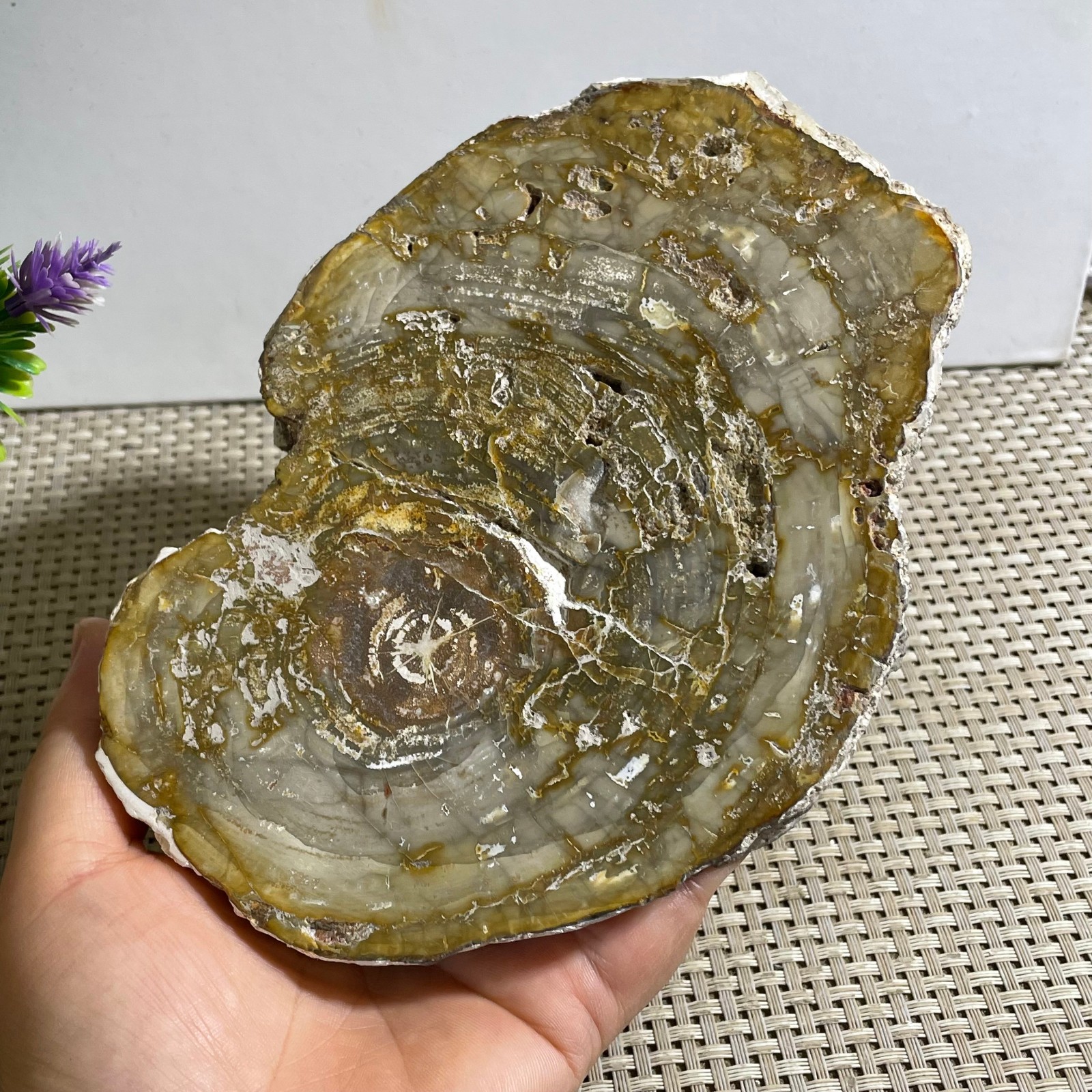 Natural Polished Petrified Wood Crystal Slice Madagascar 642g